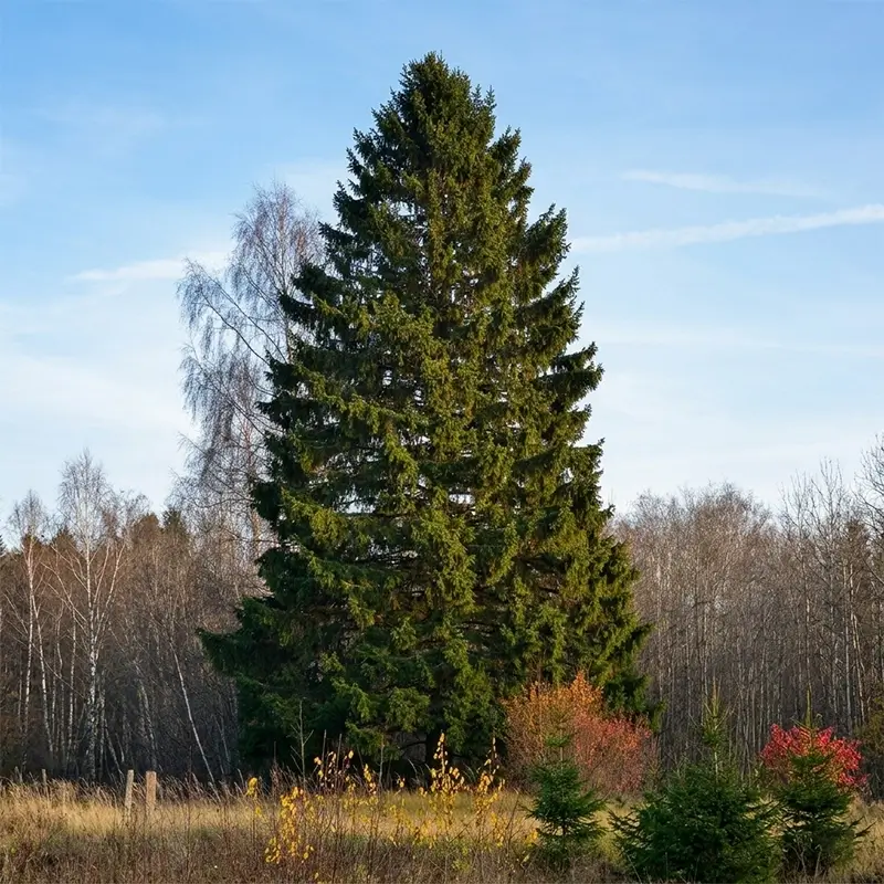 arvore abeto ou picea abies