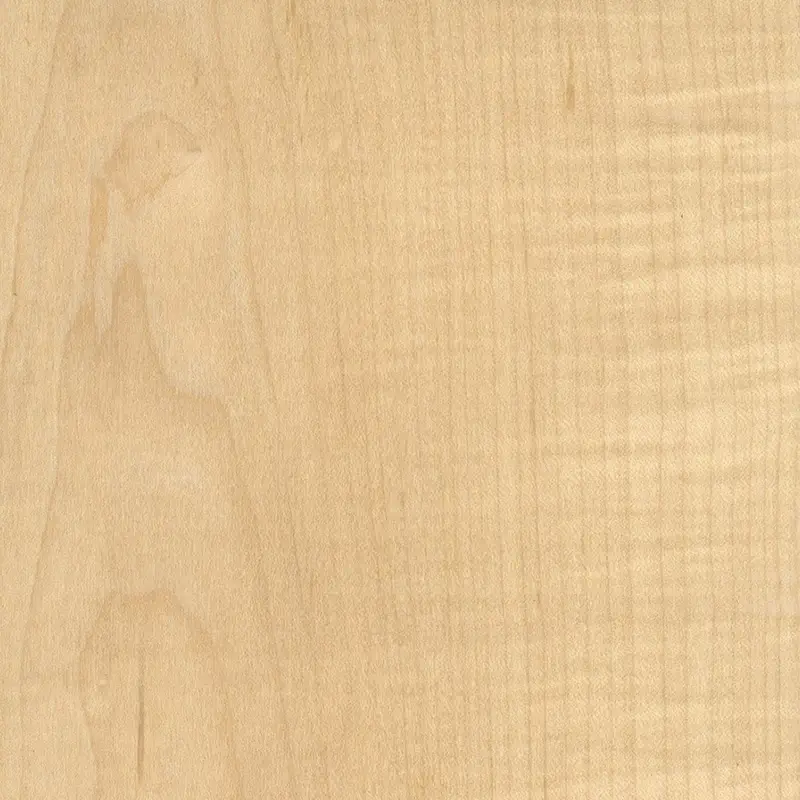 textura da arvore maple ou acer saccharum