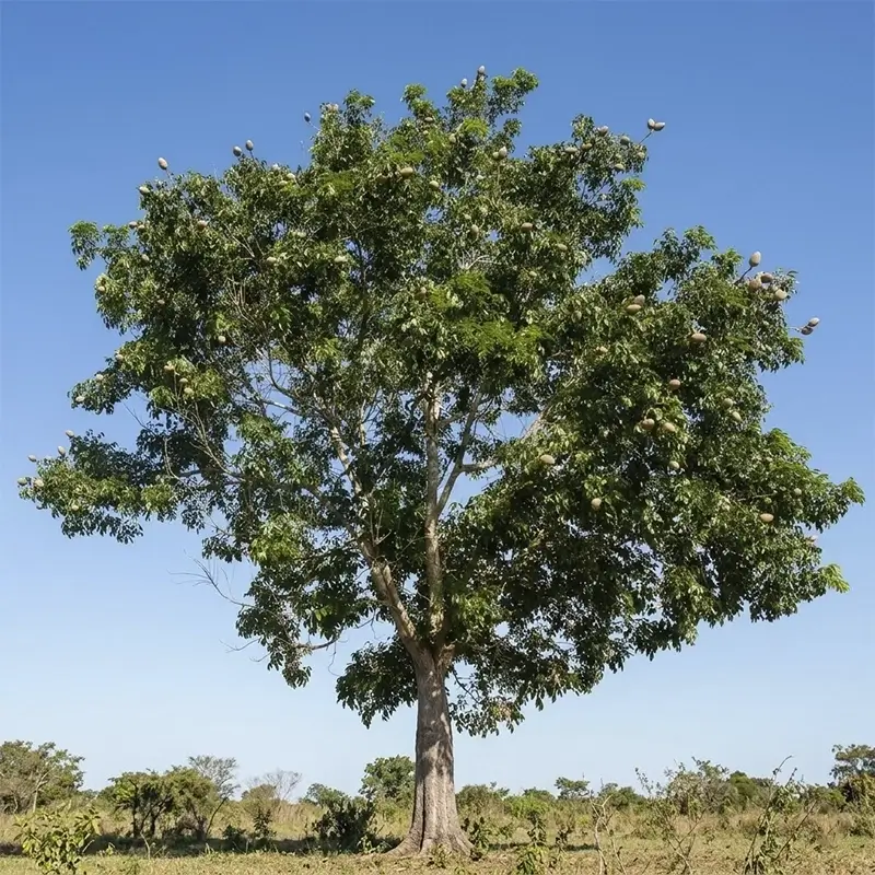 arvore mogno mahogany ou swietenia macrophylla